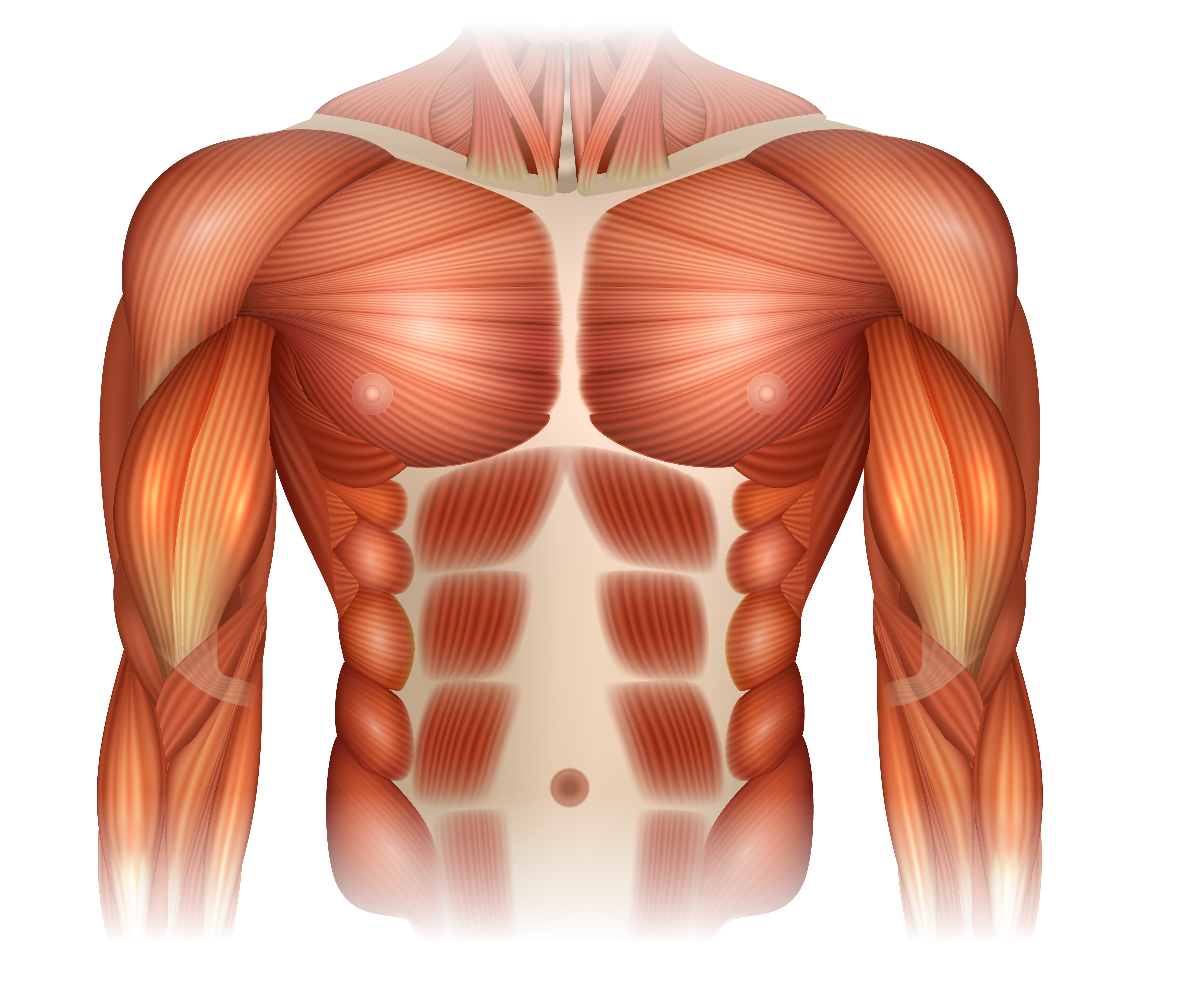 как называются мышцы на груди у мужчин фото 23